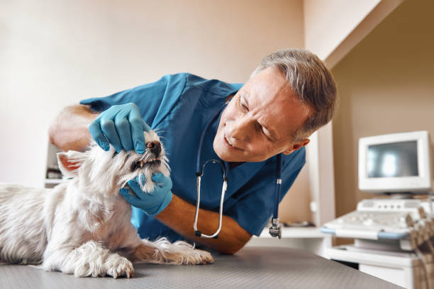 Best Emergency Wisdom Teeth Removal in Wright City, MO